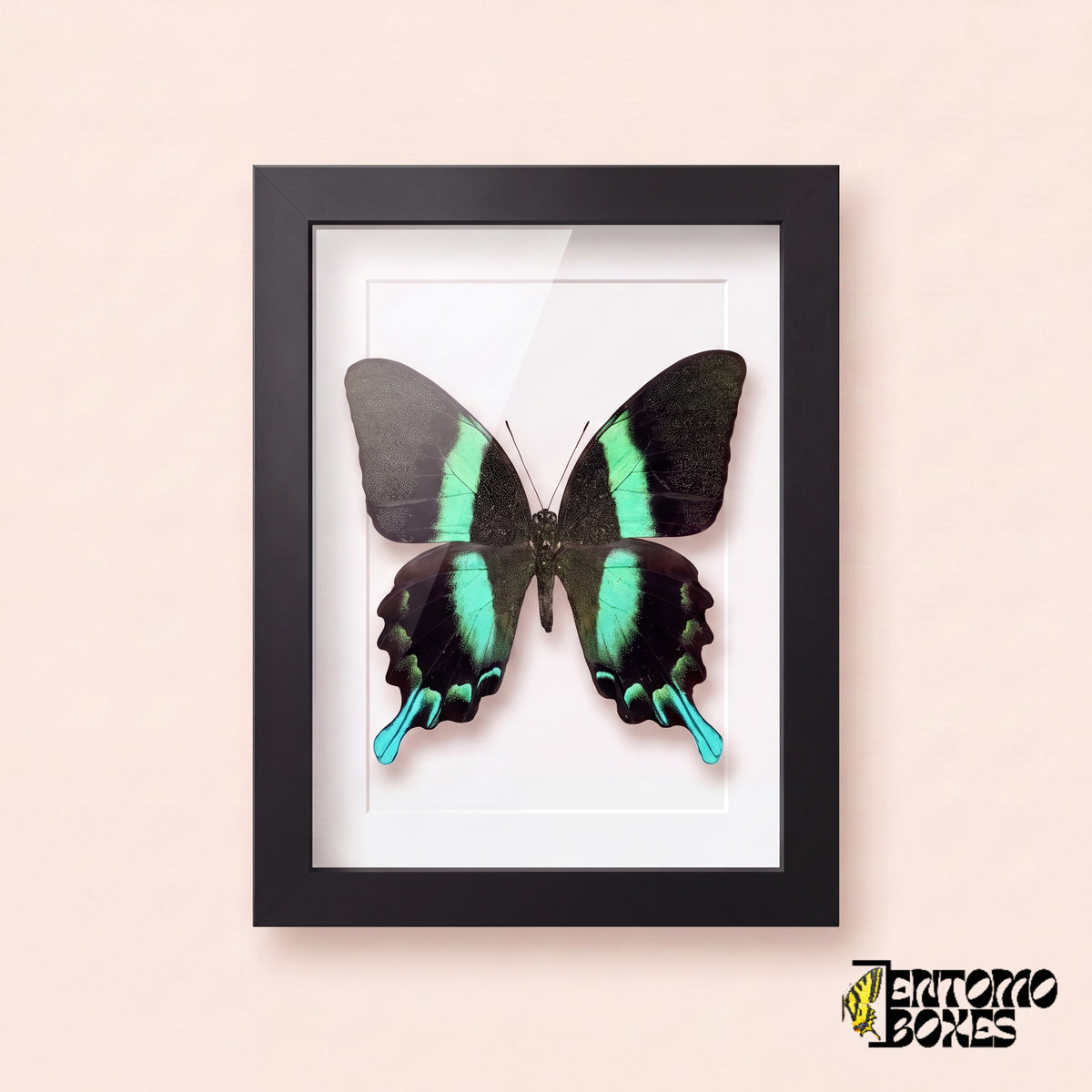 Schwalbenschwanz (Papilio blumei) in einem schwarzen Schaukastenrahmen, Vorderansicht