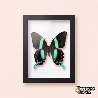 Schwalbenschwanz (Papilio blumei) in einem schwarzen Schaukastenrahmen, Vorderansicht