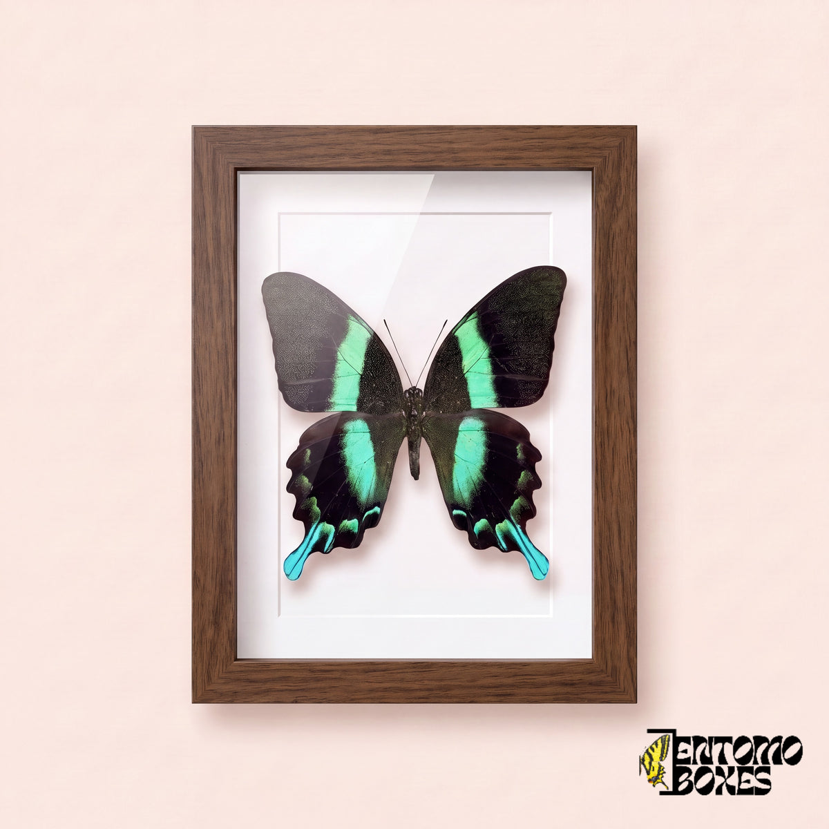 Schwalbenschwanz (Papilio blumei) in einem Schaukastenrahmen aus dunklem Holz, Vorderansicht