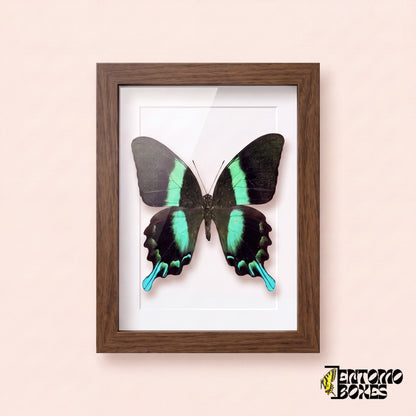 Schwalbenschwanz (Papilio blumei) in einem Schaukastenrahmen aus dunklem Holz, Vorderansicht