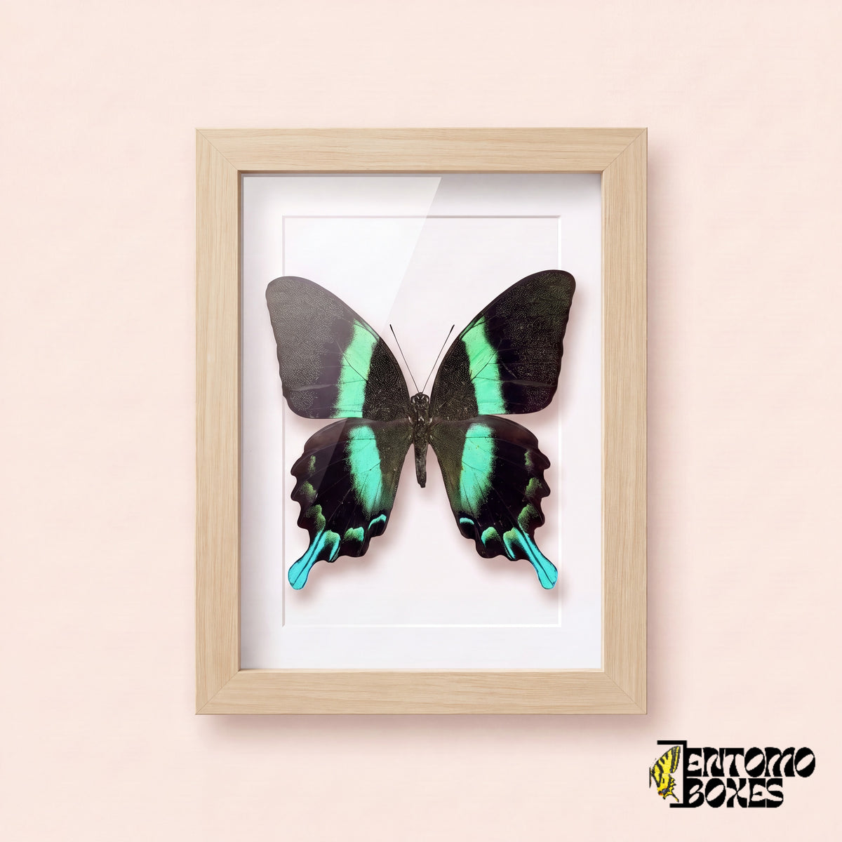 Schwalbenschwanz (Papilio blumei) in einem Schaukastenrahmen aus hellem Holz, Vorderansicht
