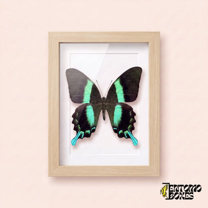 Schwalbenschwanz (Papilio blumei) in einem Schaukastenrahmen aus hellem Holz, Vorderansicht