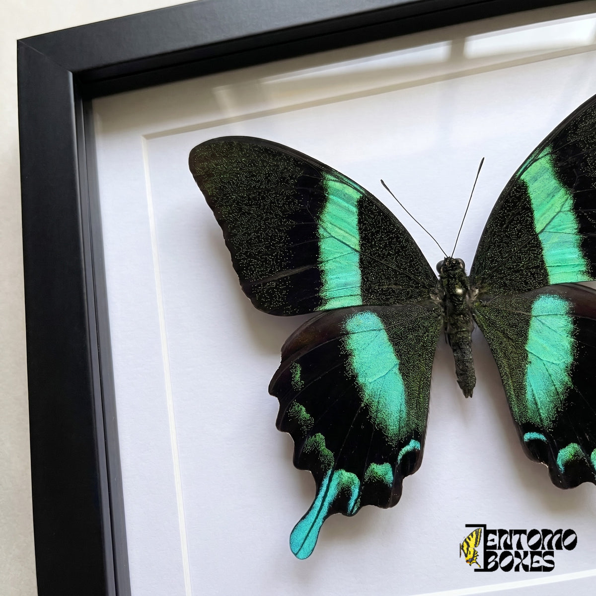 Nahaufnahme der schwarz-grün gesprenkelten Flügel und des türkisfarbenen Schwanzes von Papilio blumei hinter Plexiglas in einem schwarzen Rahmen