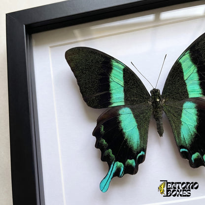 Nahaufnahme der schwarz-grün gesprenkelten Flügel und des türkisfarbenen Schwanzes von Papilio blumei hinter Plexiglas in einem schwarzen Rahmen