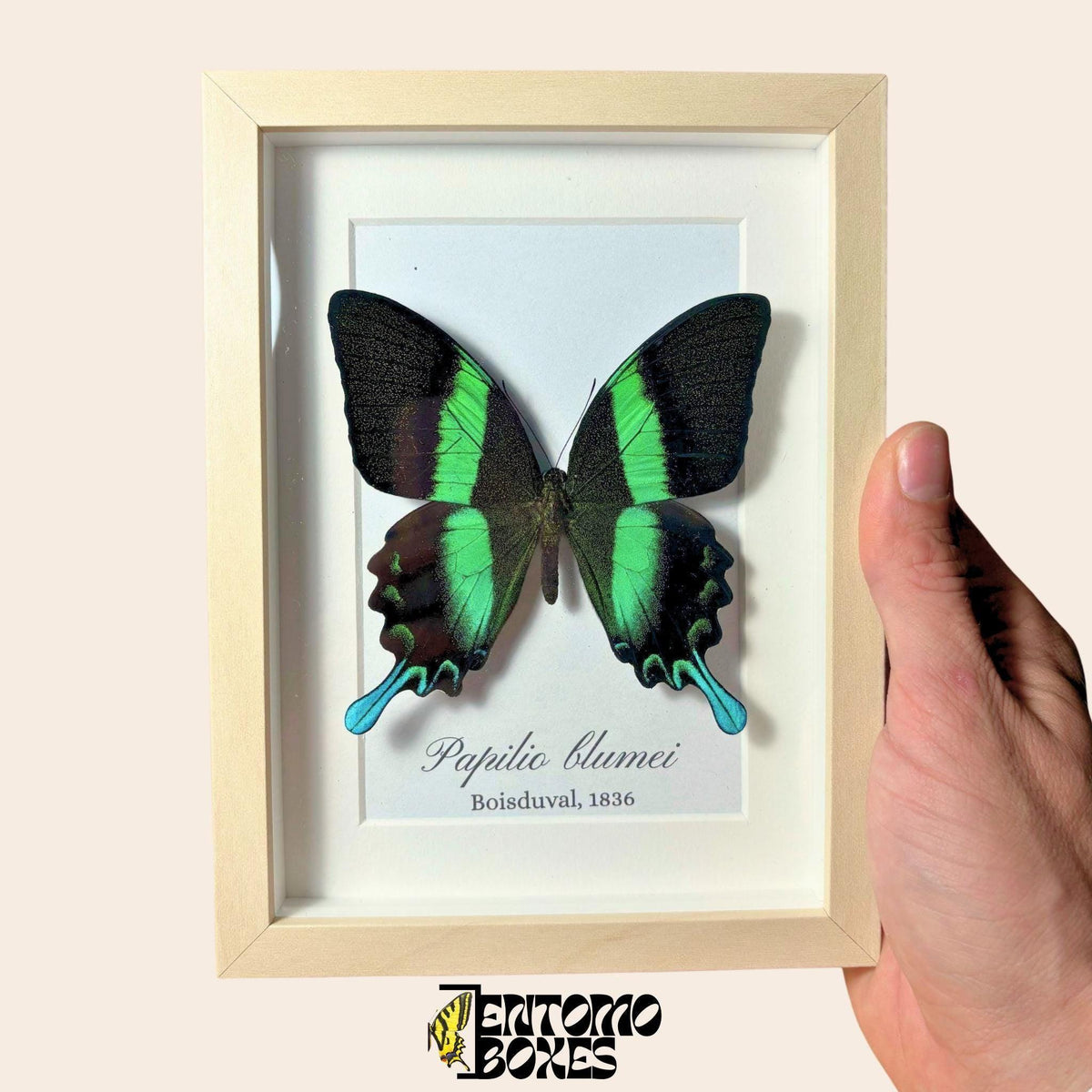 Echter Schwalbenschwanz (Papilio blumei) in einem Schaukastenrahmen aus hellem Holz in der Hand, mit gedrucktem Artnamen auf der Rückwand