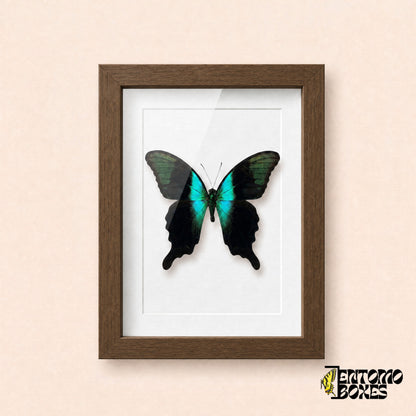 Peranthus-Schwalbenschwanz (Papilio peranthus) in einem Schaukastenrahmen aus dunklem Holz, Vorderansicht