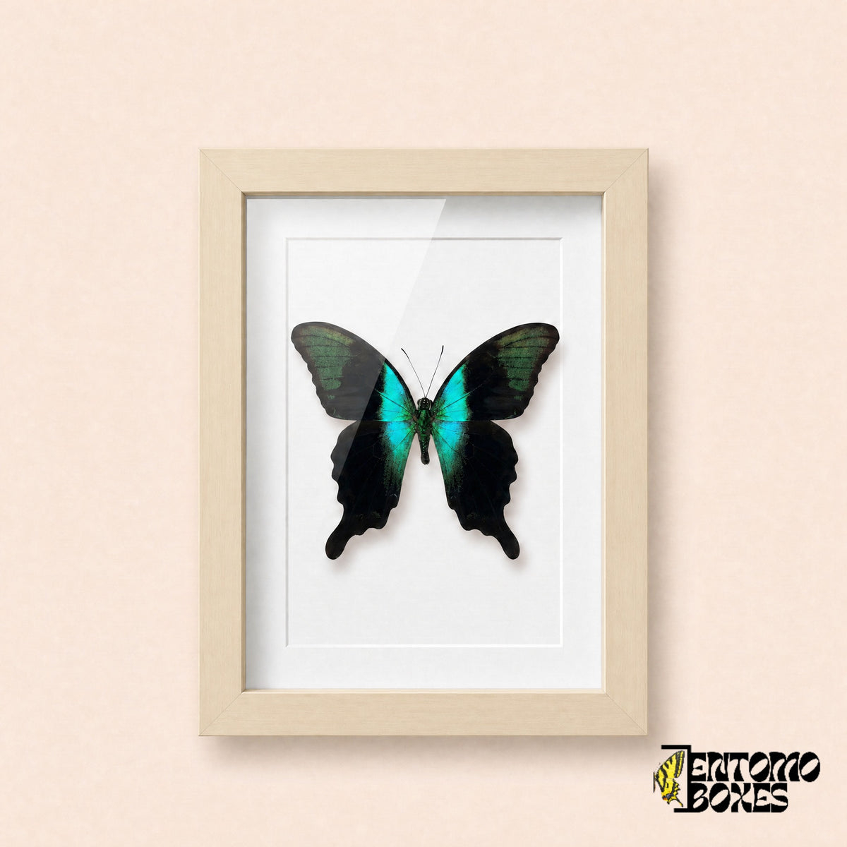 Peranthus-Schwalbenschwanz (Papilio peranthus) in einem Schaukastenrahmen aus hellem Holz, Vorderansicht
