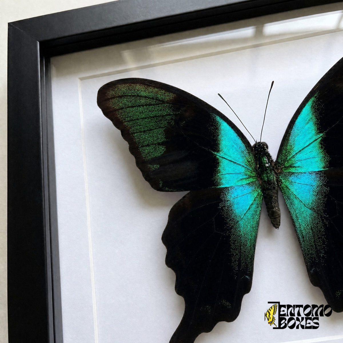 Nahaufnahme des schwarzen Flügels mit glitzernden grünen Schuppen und türkisfarbenem Band von Papilio peranthus hinter Plexiglas in einem schwarzen Rahmen