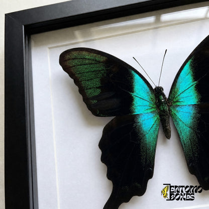 Nahaufnahme des schwarzen Flügels mit glitzernden grünen Schuppen und türkisfarbenem Band von Papilio peranthus hinter Plexiglas in einem schwarzen Rahmen
