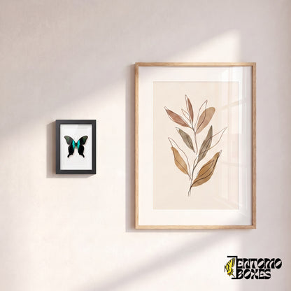 Kleiner gerahmter Peranthus-Schwalbenschwanz an einer Wand neben einem botanischen Kunstposter