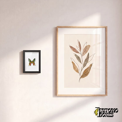 Kleiner gerahmter Madagaskar-Sonnenuntergangsfalter an einer Wand neben einem botanischen Kunstposter