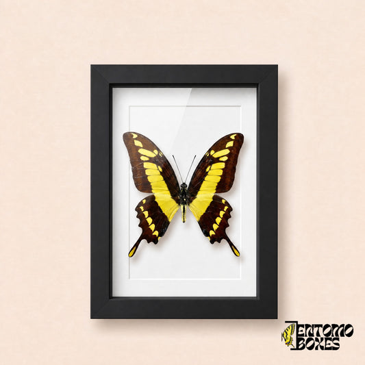 Thoas-Schwalbenschwanz (Papilio thoas) in einem schwarzen Schaukastenrahmen, Vorderansicht