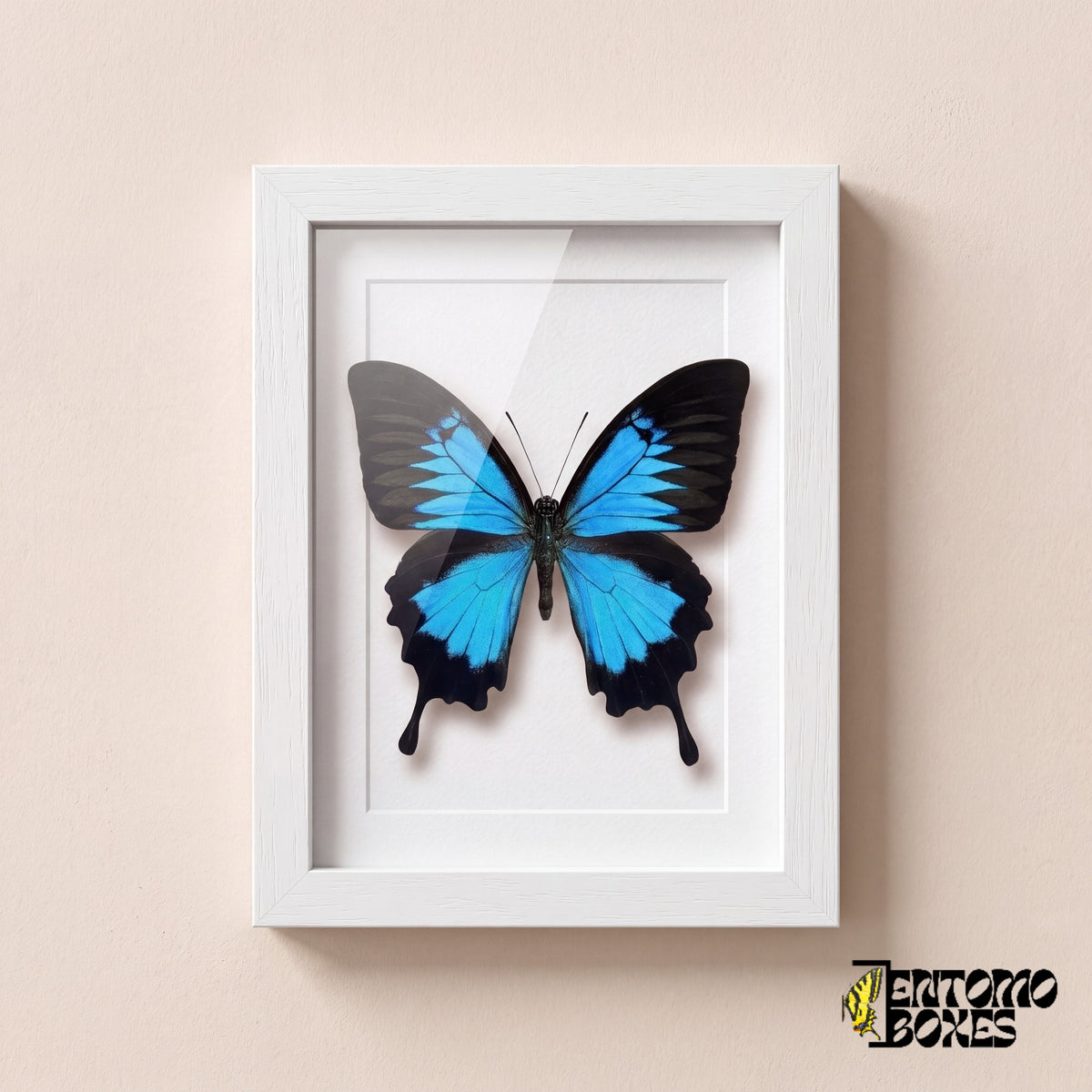 Odysseusfalter (Papilio ulysses) mit leuchtend blauen Flügeln in einem weißen Schaukastenrahmen, Vorderansicht