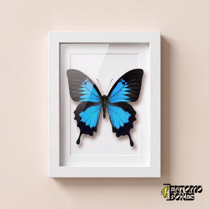 Odysseusfalter (Papilio ulysses) mit leuchtend blauen Flügeln in einem weißen Schaukastenrahmen, Vorderansicht