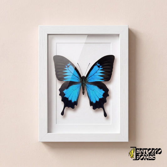 Odysseusfalter (Papilio ulysses) mit leuchtend blauen Flügeln in einem weißen Schaukastenrahmen, Vorderansicht