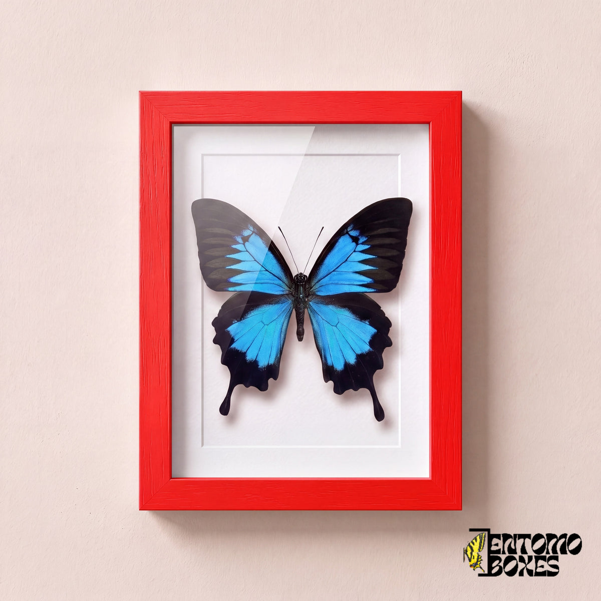 Odysseusfalter (Papilio ulysses) in einem roten Schaukastenrahmen, Vorderansicht