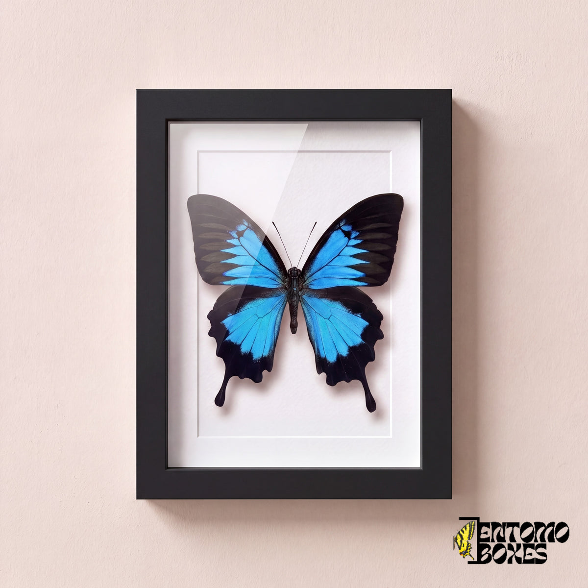 Odysseusfalter (Papilio ulysses) in einem schwarzen Schaukastenrahmen, Vorderansicht