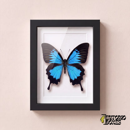 Odysseusfalter (Papilio ulysses) in einem schwarzen Schaukastenrahmen, Vorderansicht
