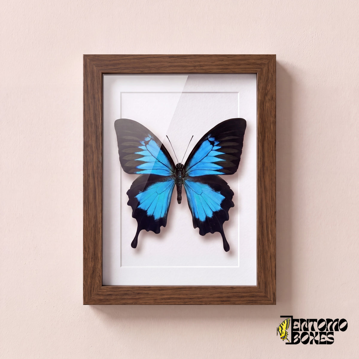 Odysseusfalter (Papilio ulysses) in einem Schaukastenrahmen aus dunklem Holz, Vorderansicht