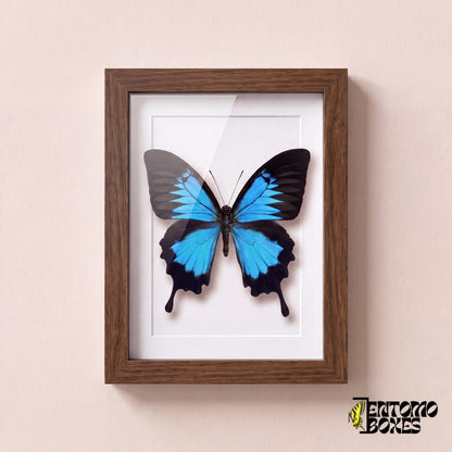 Odysseusfalter (Papilio ulysses) in einem Schaukastenrahmen aus dunklem Holz, Vorderansicht