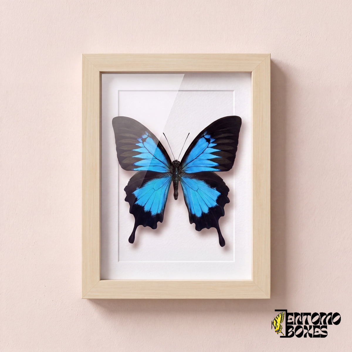 Odysseusfalter (Papilio ulysses) in einem Schaukastenrahmen aus hellem Holz, Vorderansicht
