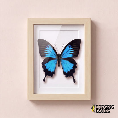 Odysseusfalter (Papilio ulysses) in einem Schaukastenrahmen aus hellem Holz, Vorderansicht