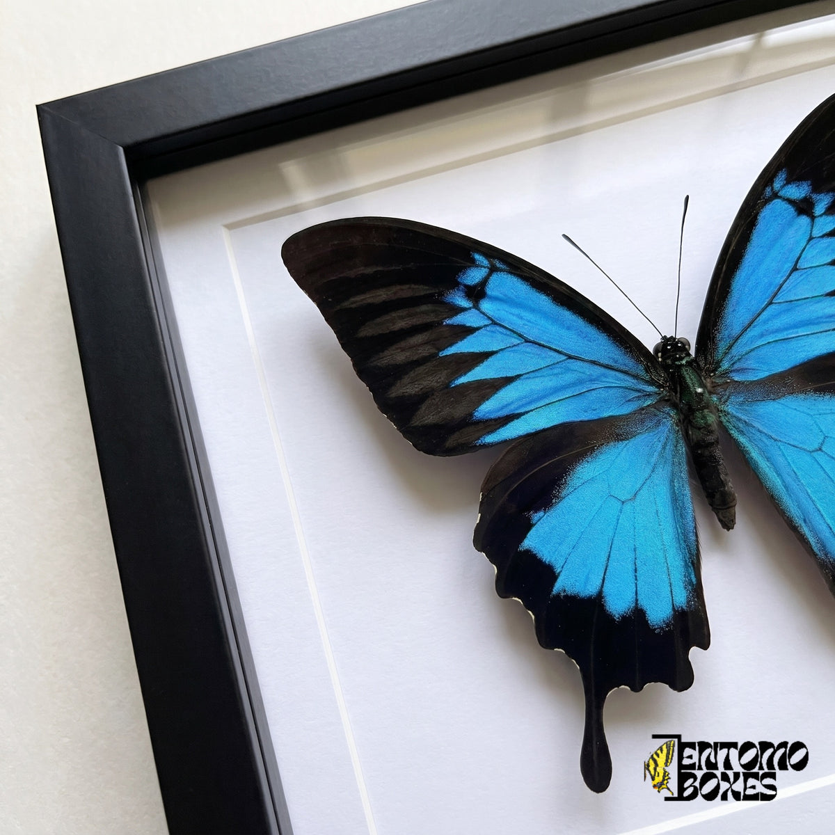 Nahaufnahme des leuchtend blauen und schwarzen Flügels und des schwarzen Schwanzes von Papilio ulysses hinter Plexiglas in einem schwarzen Rahmen