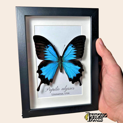 Echter Odysseusfalter (Papilio ulysses) in einem schwarzen Schaukastenrahmen in der Hand, mit gedrucktem Artnamen auf der Rückwand