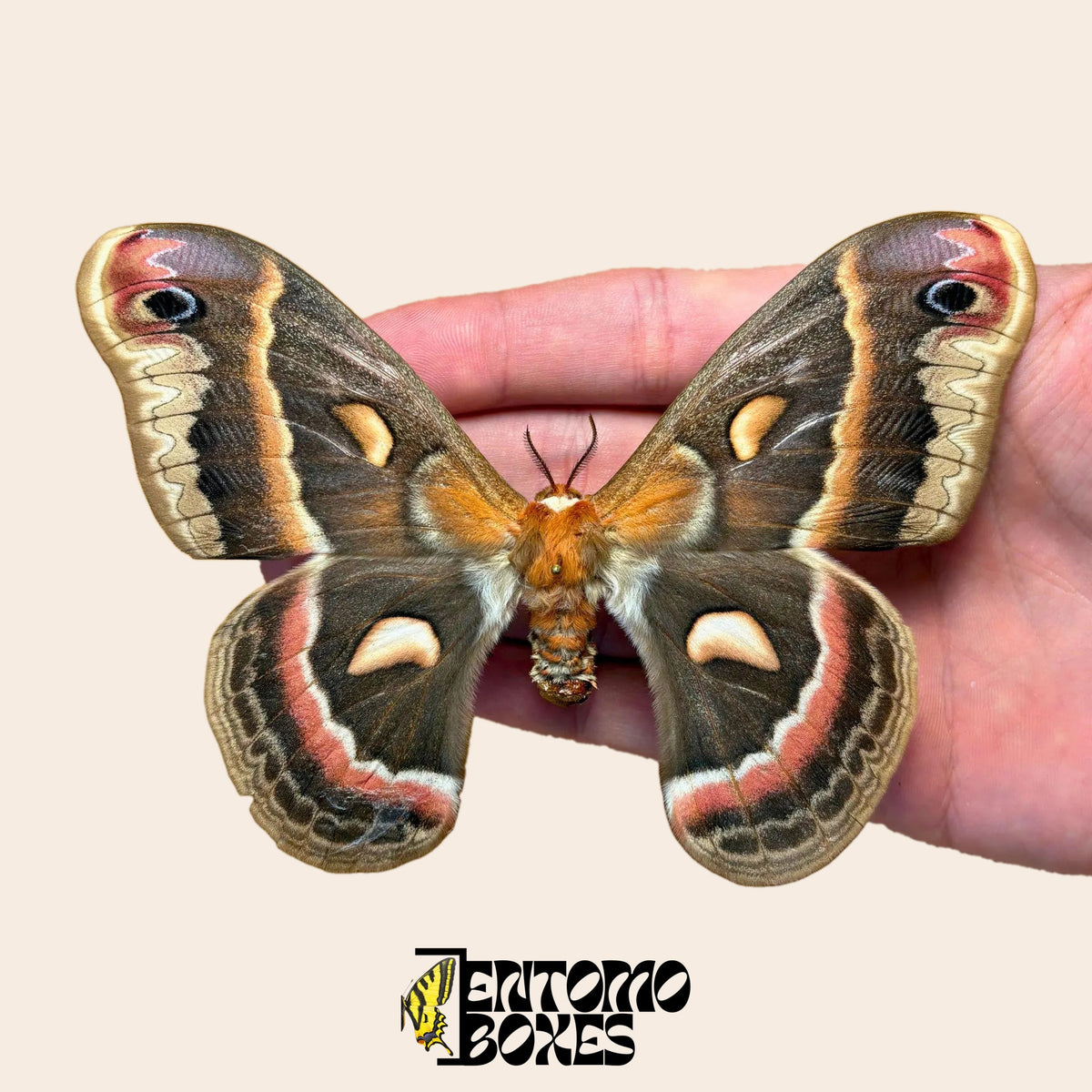 Hyalophora cecropia Cecropia-Spinner, gespanntes Exemplar mit offenen Flügeln in der Hand, braune Flügel mit ziegelroten und cremefarbenen Binden
