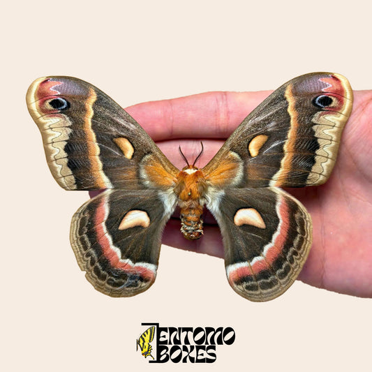 Hyalophora cecropia Cecropia-Spinner, gespanntes Exemplar mit offenen Flügeln in der Hand, braune Flügel mit ziegelroten und cremefarbenen Binden