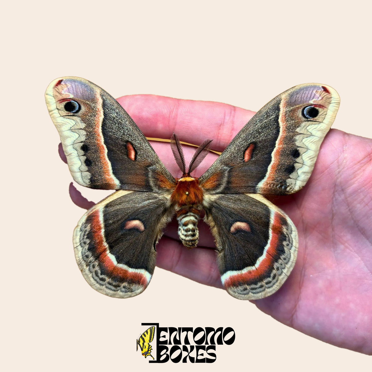 Gespannter Cecropia-Spinner Hyalophora cecropia in der Hand, um die Größe zu zeigen, Männchen mit gefiederten Fühlern