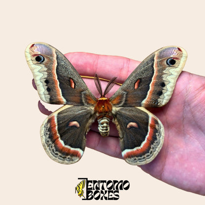 Gespannter Cecropia-Spinner Hyalophora cecropia in der Hand, um die Größe zu zeigen, Männchen mit gefiederten Fühlern