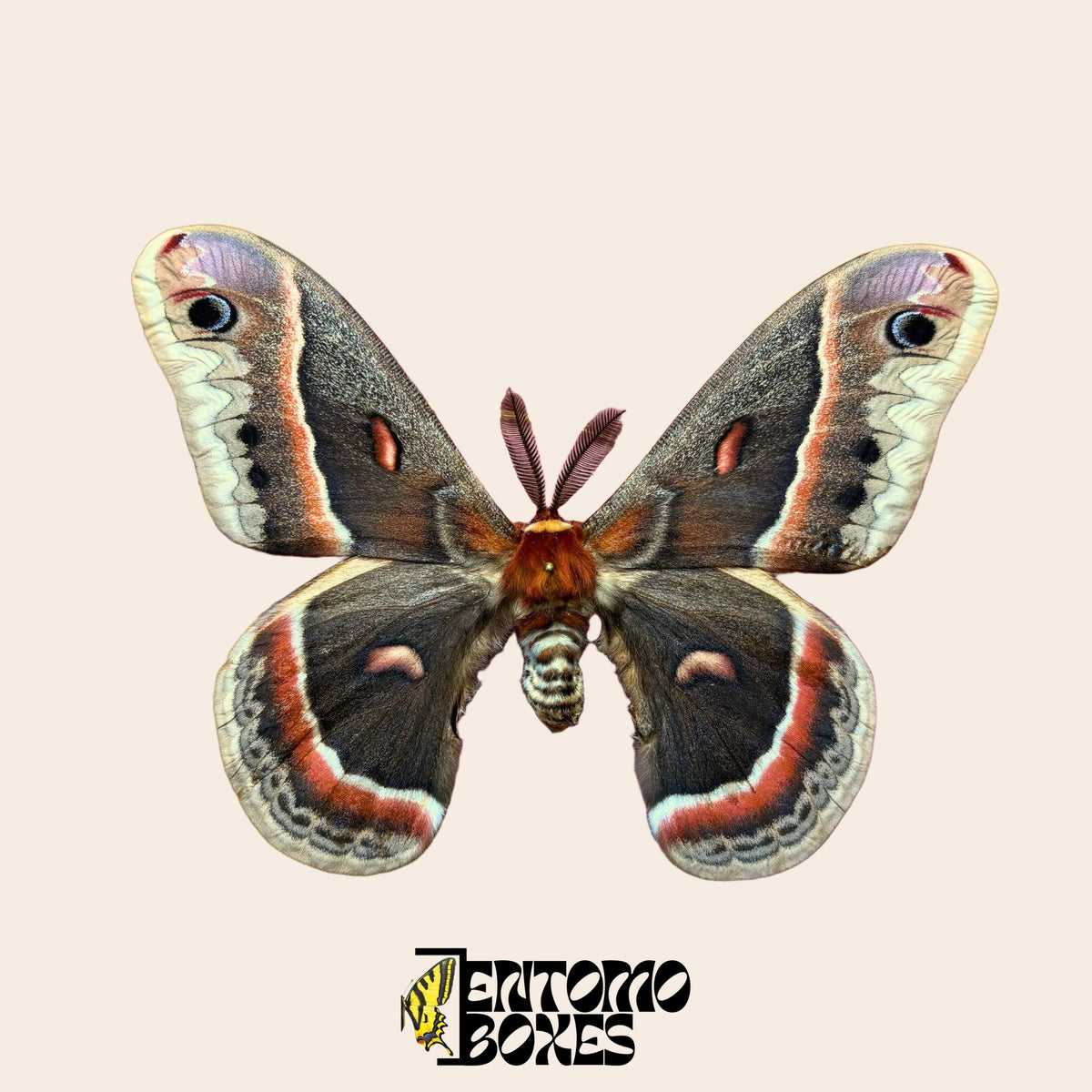 Gespanntes Exemplar von Hyalophora cecropia mit offenen Flügeln auf beigem Hintergrund