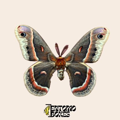 Gespanntes Exemplar von Hyalophora cecropia mit offenen Flügeln auf beigem Hintergrund