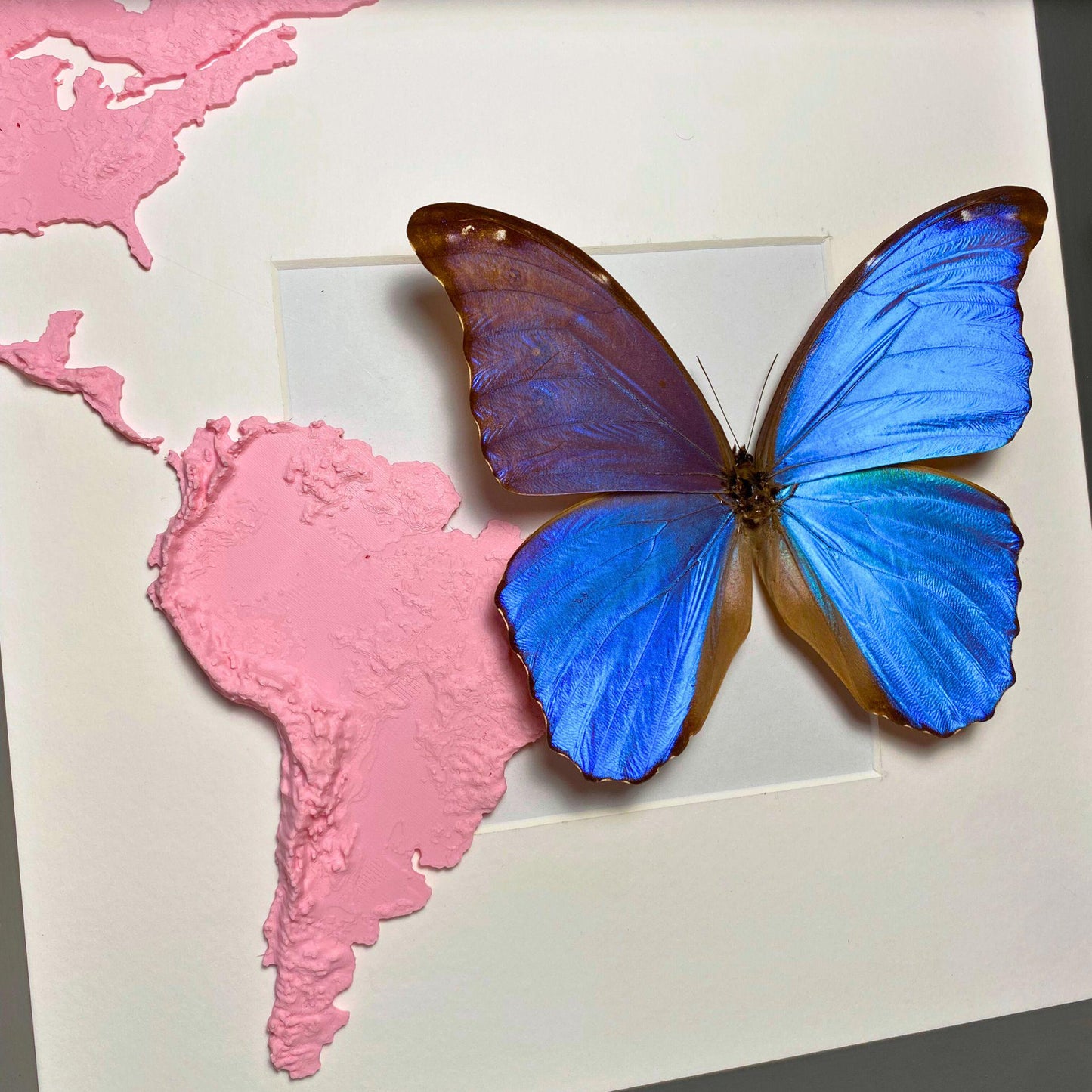 morpho didius tropisch Schmetterling im Rahmen mit 3D printed map von south america