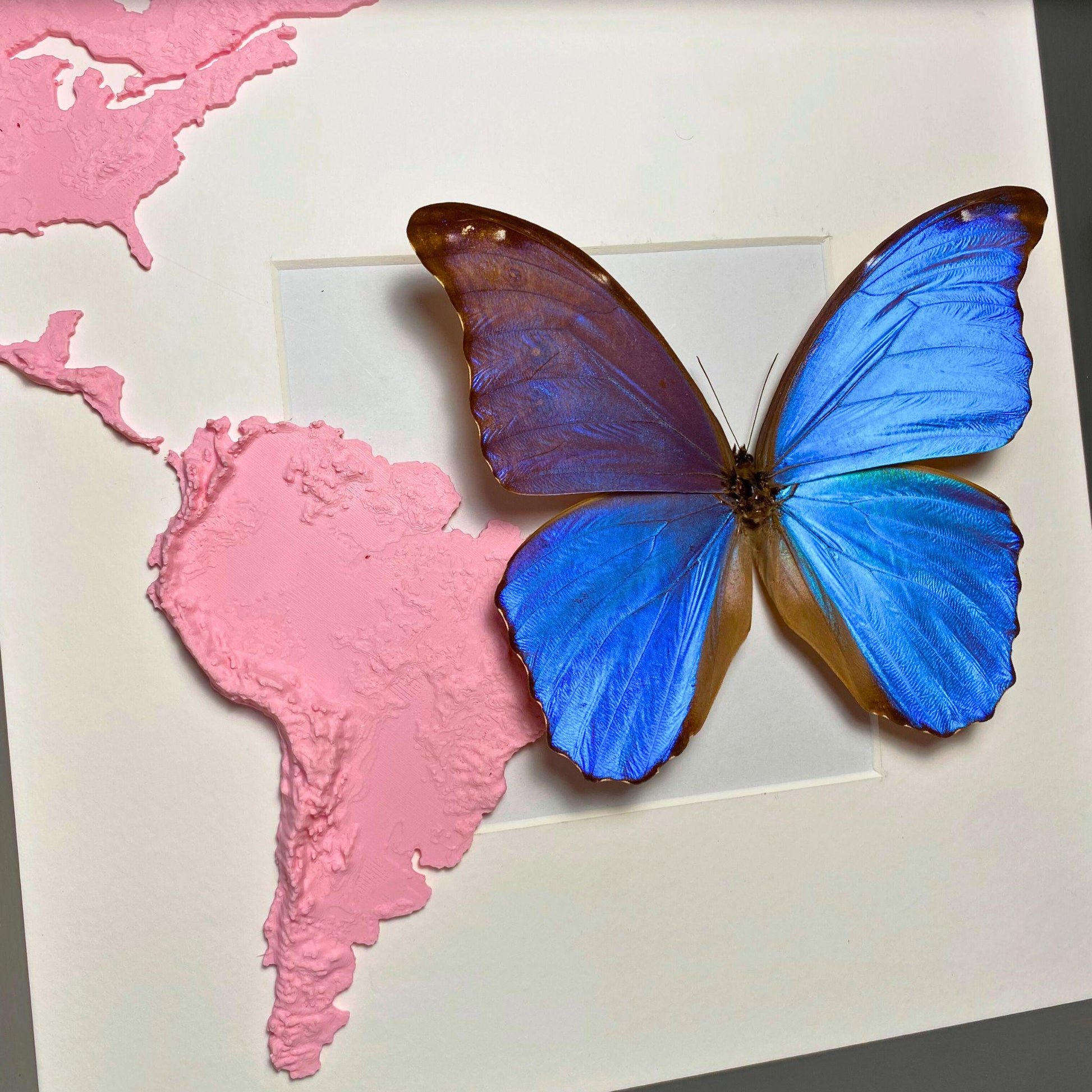 morpho didius tropisch Schmetterling im Rahmen mit 3D printed map von south america