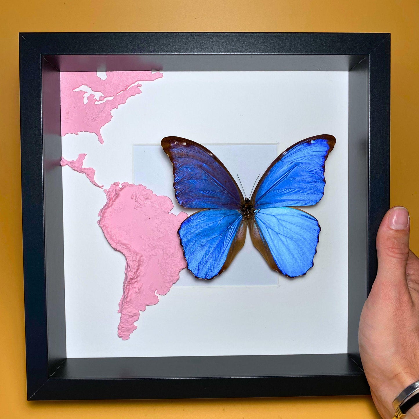 Morpho didius Giant Blau Morpho Schmetterling gespanntes Exemplar, eine der größten Morpho-Arten
