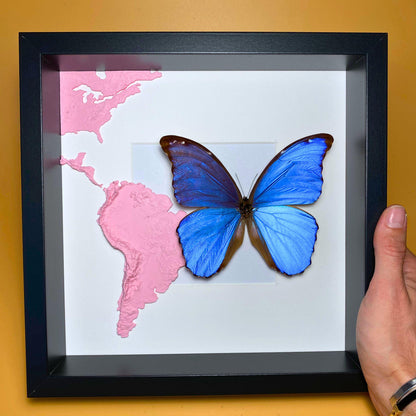 Morpho didius Giant Blau Morpho Schmetterling gespanntes Exemplar, eine der größten Morpho-Arten