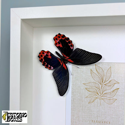 frame für photos mit Schmetterling