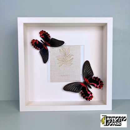 photo frame mit Schmetterlinge