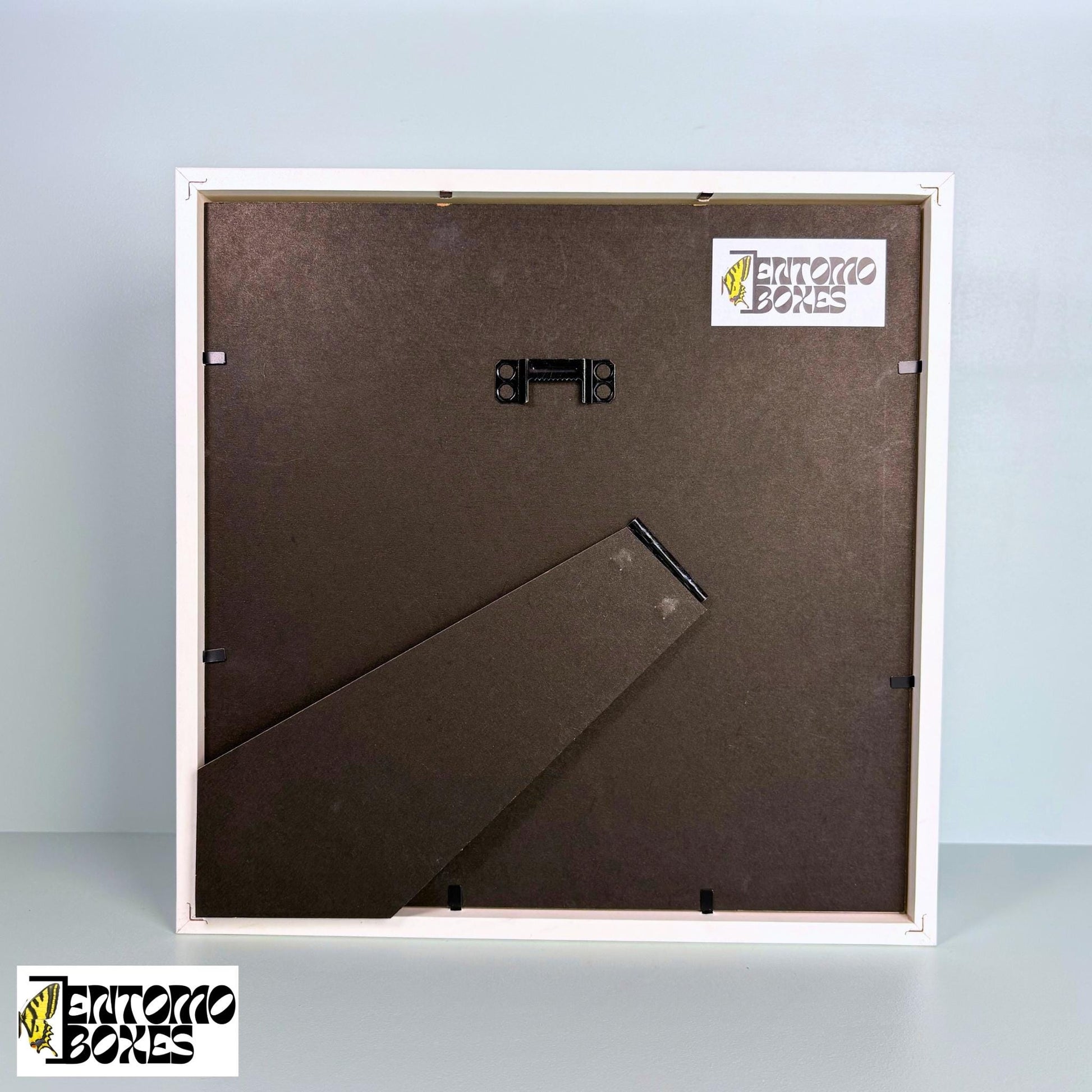 echter Schmetterling photo frame für photos und pictures