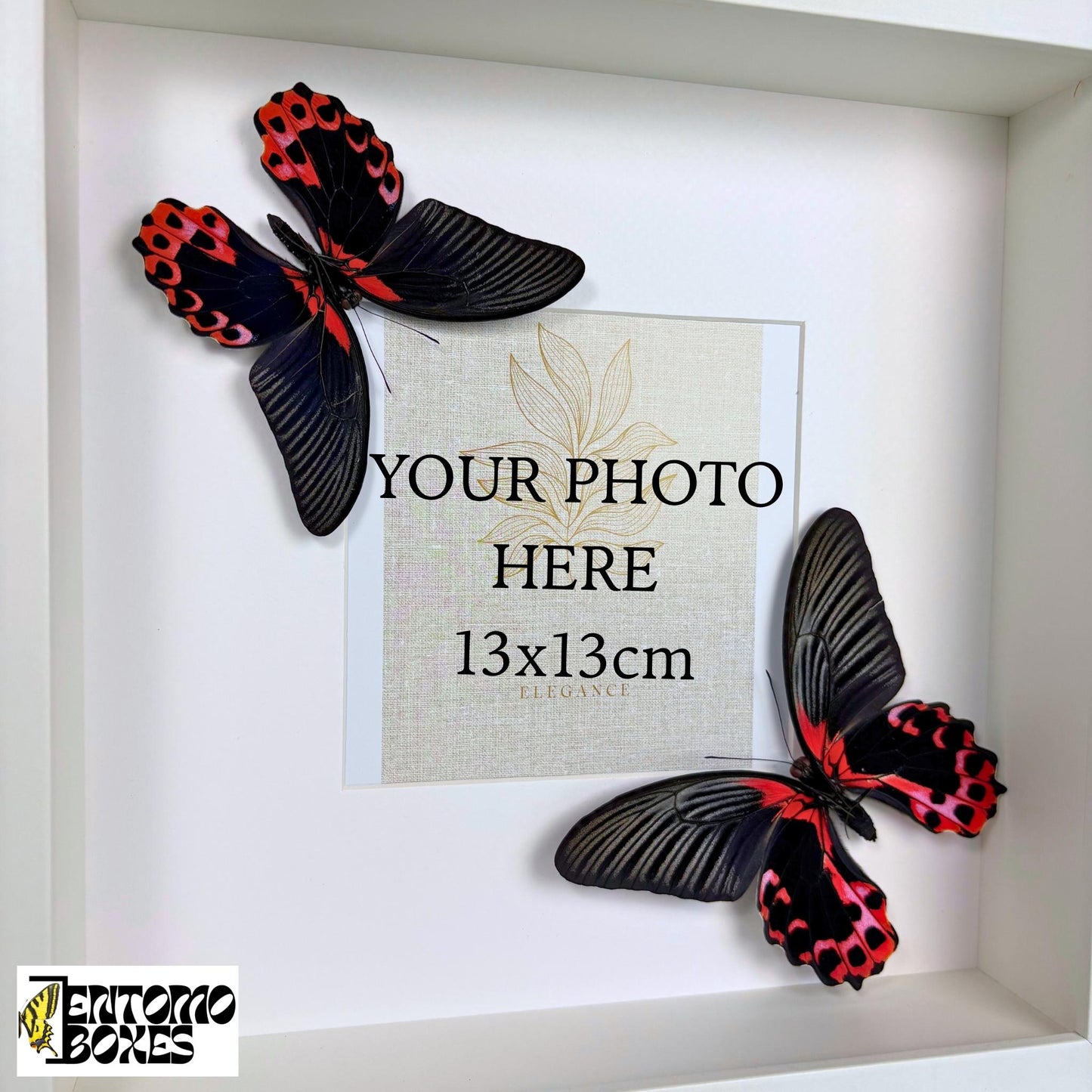 photo frame mit echter Schmetterlinge