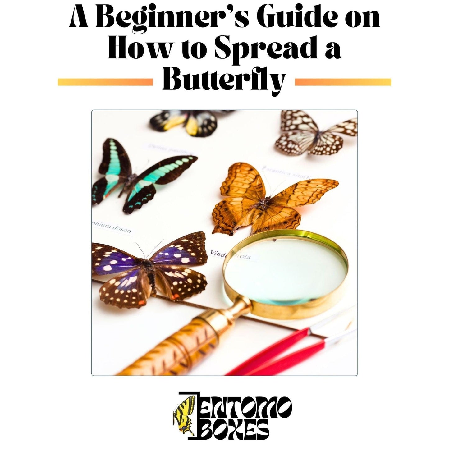 butterfly collection guide (etsy image id: 7654366248)