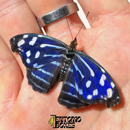 Myscelia cyaniris Männchen Schmetterling auf hand
