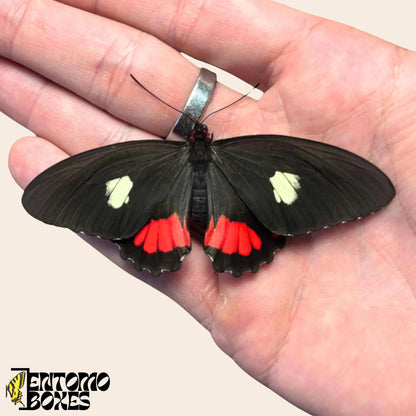 parides species von Schmetterling auf hand