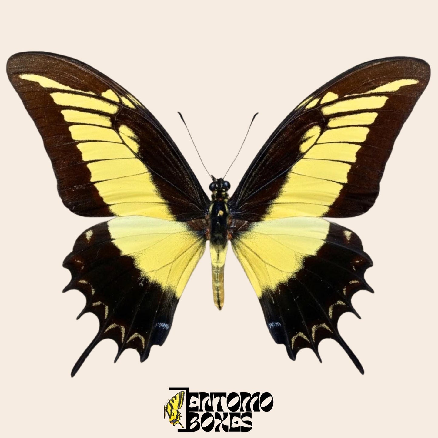 Papilio androgeus gespannt swallowtail Schmetterling