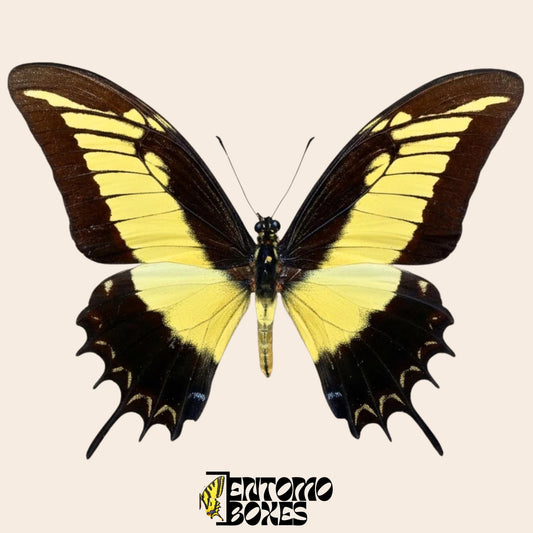 Papilio androgeus gespannt swallowtail Schmetterling