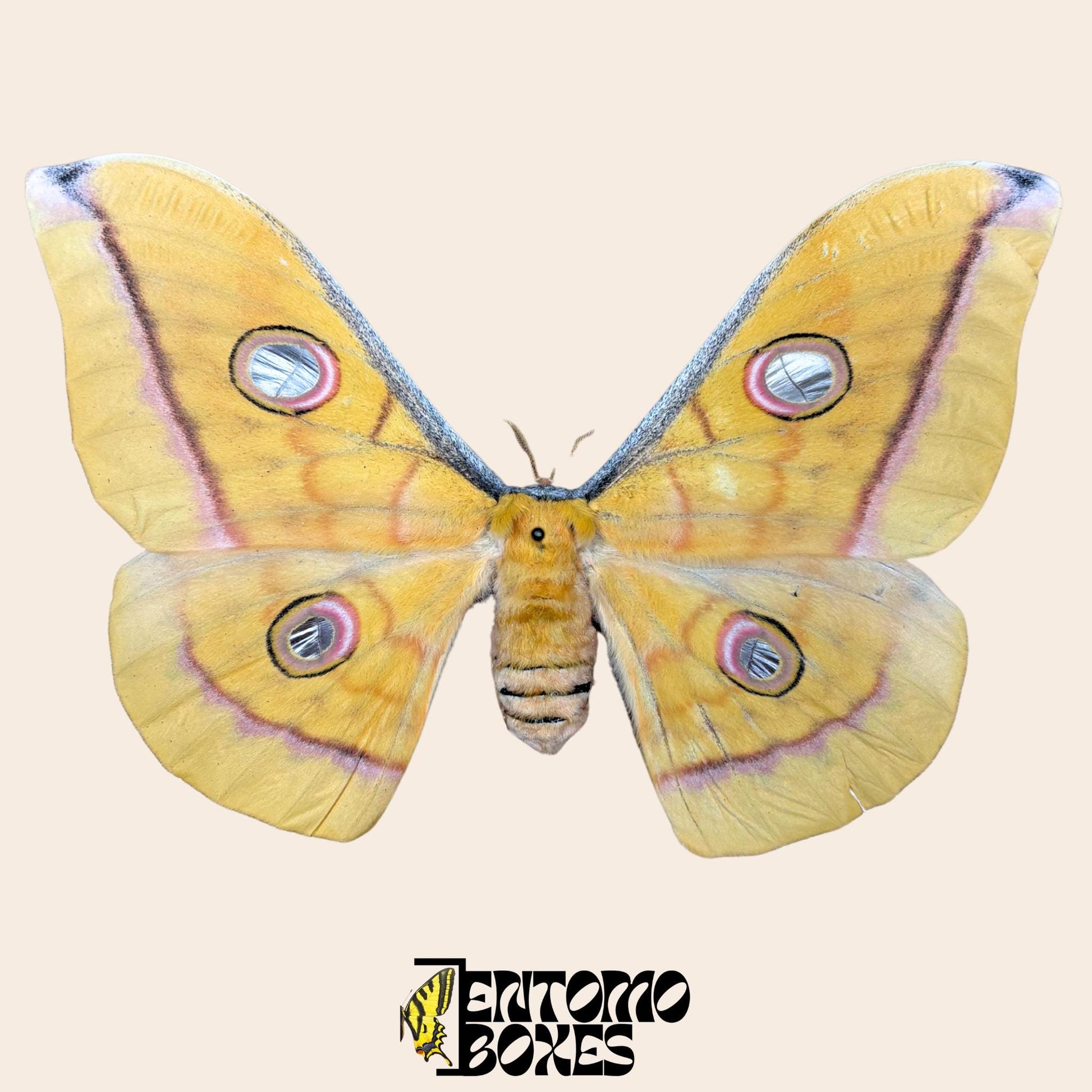 Antheraea pernyi Chinesischer Tussah-Seidenspinner Gelb Weibchen