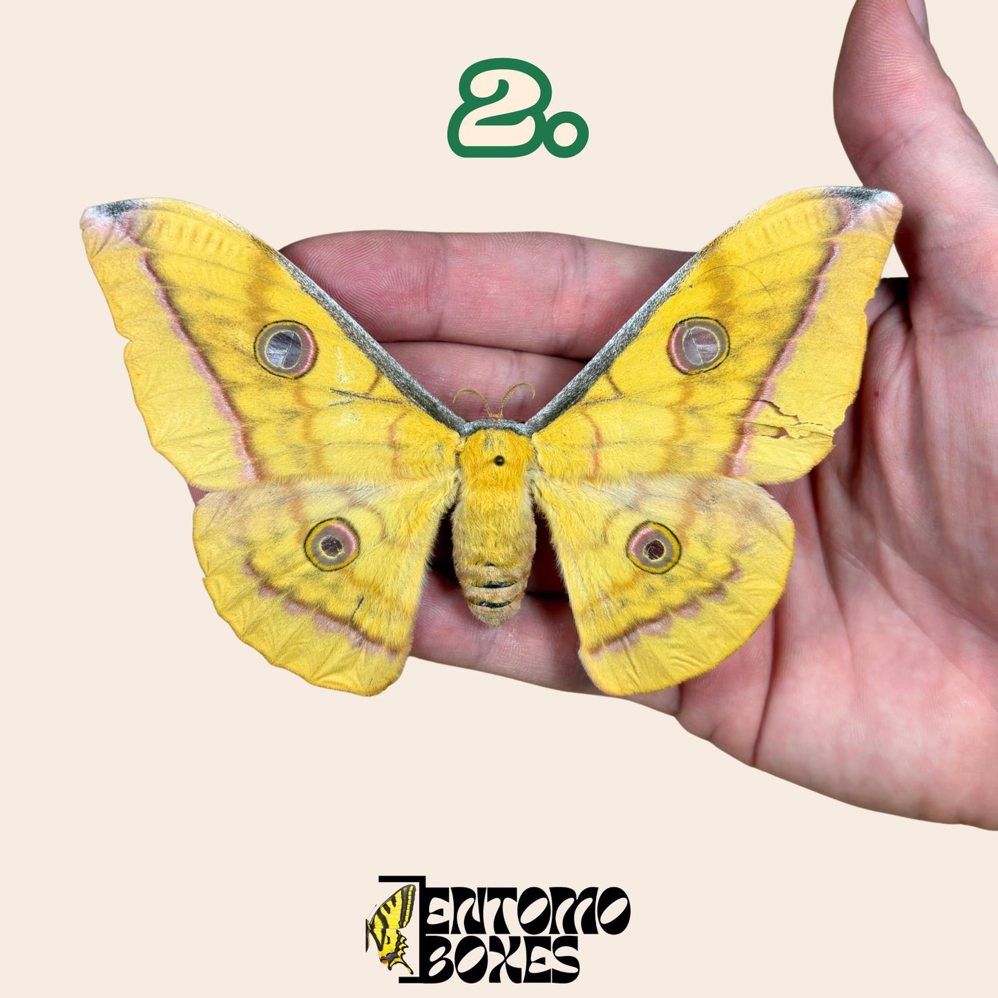 Antheraea pernyi Chinesischer Tussah-Seidenspinner Gelb Weibchen