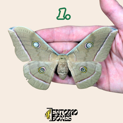 Antheraea pernyi Chinesischer Tussah-Seidenspinner Grau Weibchen